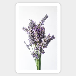 Lavender Flower on White Background Sticker